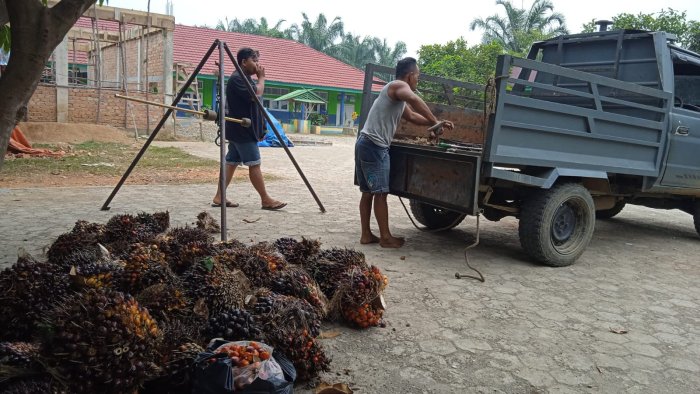 Badan Usaha Milik Madrasah (BUMM) Kebun Sawit MIN 1 Merangin, Hasilnya Mulai Meningkat. Badan Usaha Milik Madrasah (BUMM) Kebun Sawit MIN 1 Merangin, Hasilnya Mulai Meningkat.