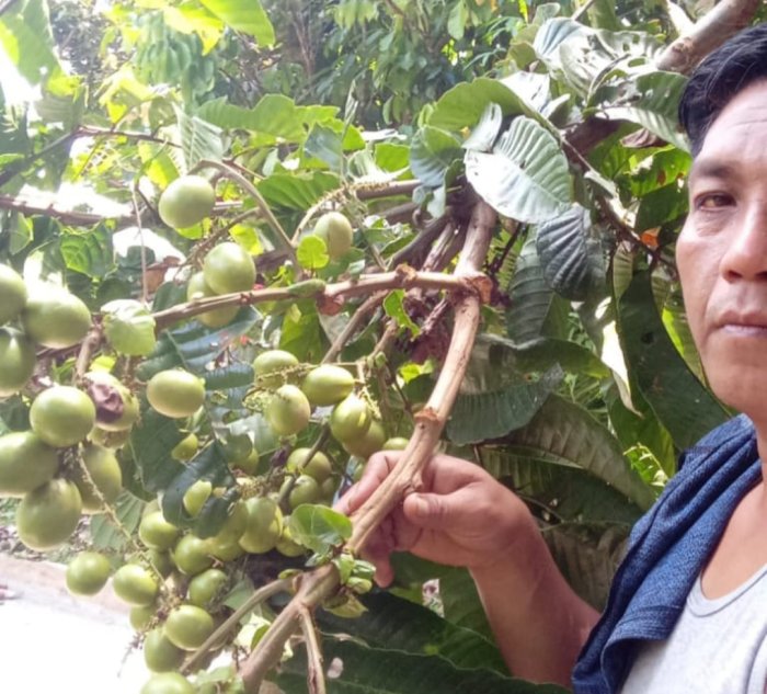 MIN 1 Merangin Panen Buah Motowa dengan Gembira